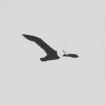 Albatross