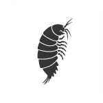 Amphipod