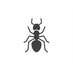 Ant