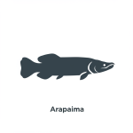 Arapaima