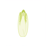 Belgian Endive