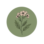 Botanical Drawing