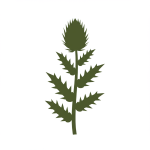 Cardoon