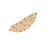 Cassava