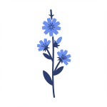 Chicory