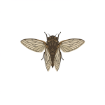 Cicada