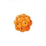Cloudberry