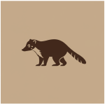Coati