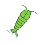 Copepod