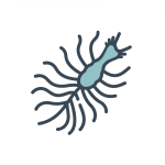 Crinoid