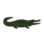 Crocodile