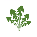 Dandelion Greens