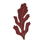 Dulse