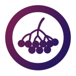 Elderberry