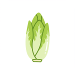 Endive