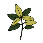 Epazote