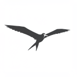 Frigatebird