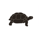 Galapagos Tortoise