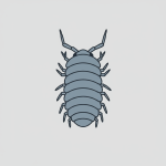 Giant Isopod
