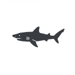 Goblin Shark