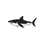 Great White Shark