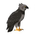 Harpy Eagle