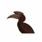Hornbill