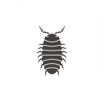 Isopod