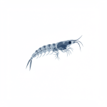 Krill