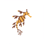 Leafy Seadragon