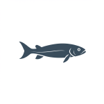 Lungfish