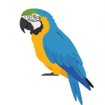 Macaw