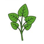 Malabar Spinach