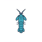 Mantis Shrimp