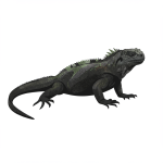 Marine Iguana