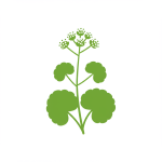 Miner's Lettuce