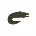 Moray Eel