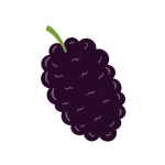 Mulberry