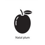 Natal Plum