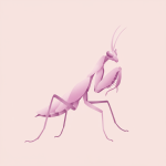 Orchid Mantis