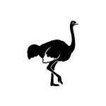 Ostrich
