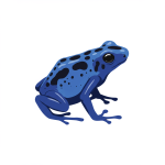 Poison Dart Frog