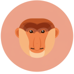 Proboscis Monkey