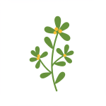 Purslane