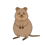 Quokka