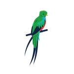 Resplendent Quetzal