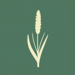 Salsify
