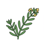 Samphire
