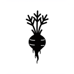Scorzonera