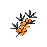 Sea Buckthorn